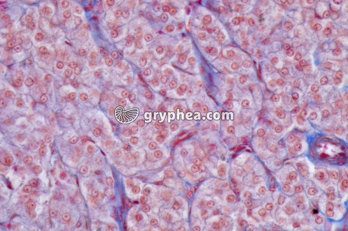 Médullo-surrénale x100 - gryphea.com